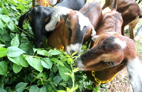 County Uses Goats to Clean Up Vegetation | Prince William Living