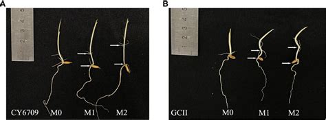 Frontiers | Importance of controlling mesocotyl elongation in the development of rice seedlings ...