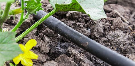 What is a Drip Irrigation System, and Do I Need One? | Hi Tech Irrigation