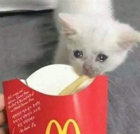 Crying cat taking last fry Blank Template - Imgflip