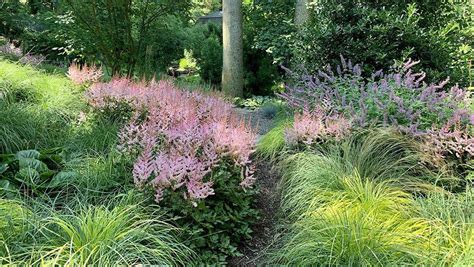 Bowles Golden Sedge, Carex elata 'Aurea', Monrovia Plant