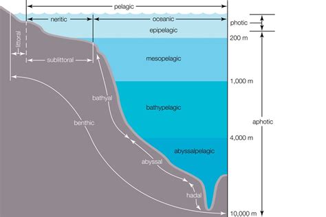 Mesopelagic Zone