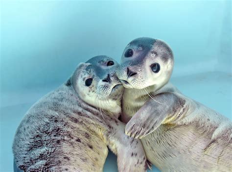 Two rescued harbor seal pups. Have you ever seen anything so cute ...