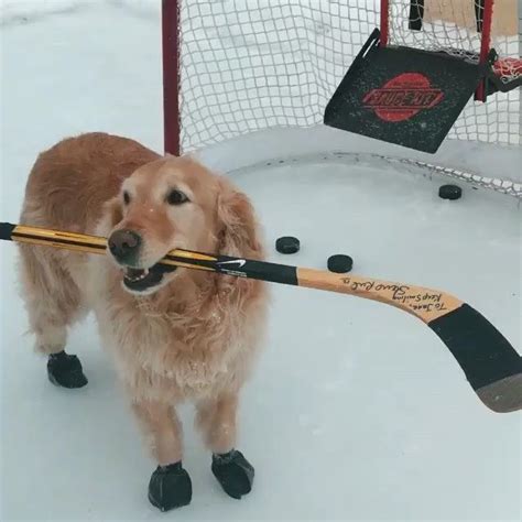 Lulu the #Golden playing #Hockey with her #HockeySauceKit! #HockeyDog #Snow #Ice Hockey, Ice ...