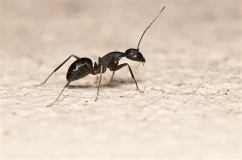 Carpenter ant damage Images, Royalty-free Stock Carpenter ant damage Photos & Pictures ...