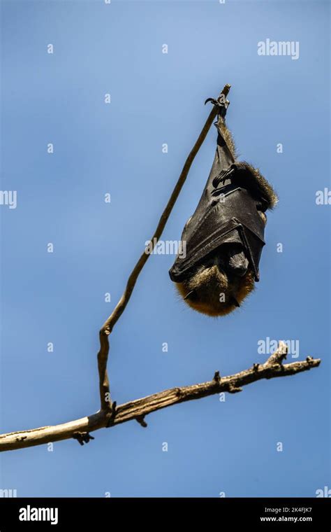 Fruit bat hanging upside down in a tree Stock Photo - Alamy