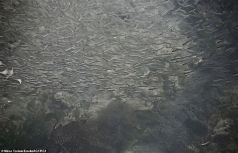 Venice's canals are the cleanest they've been in living memory | Daily ...