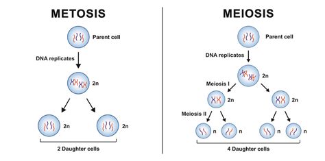 Essay Sample: Mitosis and Meiosis | Handmade Writing Blog