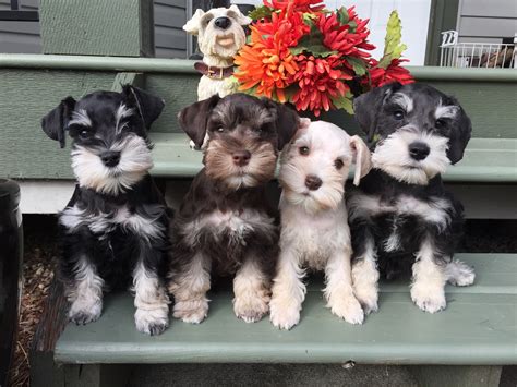 Miniature Schnauzer Puppies - Schnauzer Colors