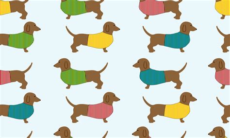 Fondo de pantalla de perro de Dachshund Stock de Foto gratis - Public Domain Pictures