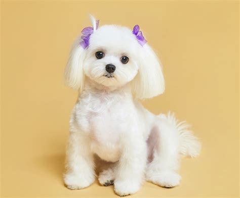 Top 10 maltese puppy cut ideas and inspiration