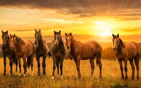 Die 75+ Besten Pferd Hintergrundbilder