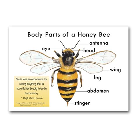 Body Parts of a Honey Bee Poster | Christ in Education Ltd