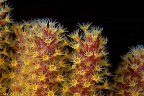 underwater-photos.com - Featured Photo No. 53 - California Golden Gorgonian / Muricea californica