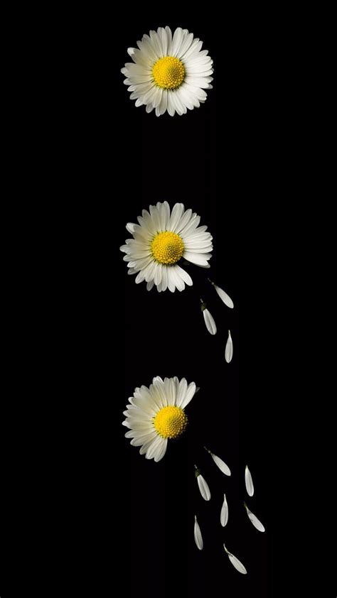 Black And White Daisy Background