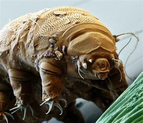 Indestructible tardigrades will outlive all