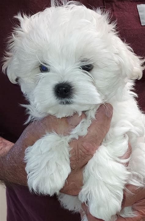 Maltese Puppies For Sale