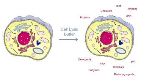 #CellCutFact No 2: Fully control your cell lysis conditions for reliable RNAseq - Molecular ...