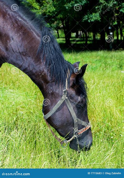 Horse Eating The Grass Stock Photos - Image: 7715683