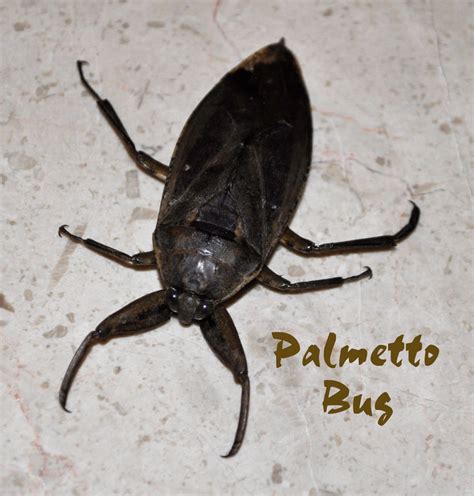 Palmetto Bug by IamCo on DeviantArt