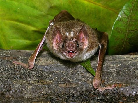 The Curious, Bloody Lives of Vampire Bats | Hyrax