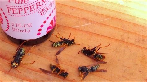 How To Get Rid Of Wasps From Your Garden - Garden Likes