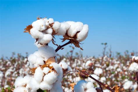 What is Organic Cotton? Here's Everything You Need To Know