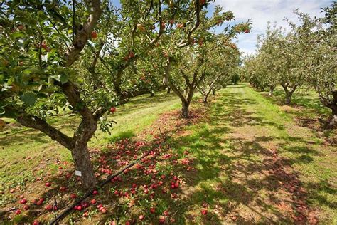 Fruit basics - positioning your fruit trees and bushes / RHS