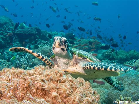 Scuba Diving Verde Island - Atlantis Dive Resorts and Liveaboard Philippines