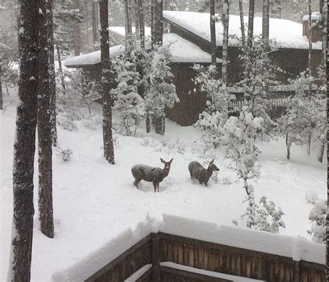 Photo Galleries: Prescott area snow storm Feb. 21, 2019 | The Daily Courier | Prescott, AZ