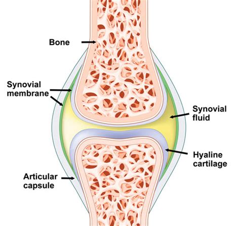 Knee Synovitis - Symptoms, Causes, Treamtent & Rehabilitation