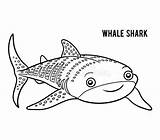 Basking Shark Stock Illustrations – 295  sketch template