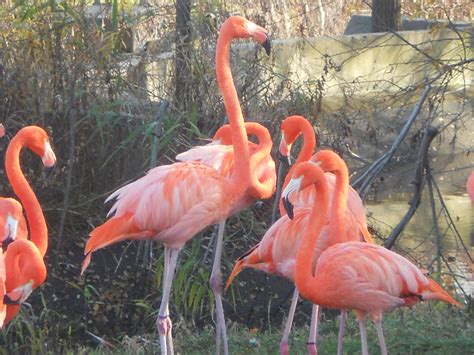 NECKing...........Long neck | Toronto zoo, Photo, Neck