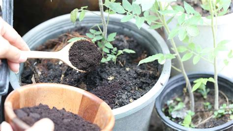 Using Coffee Grounds as Fertilizer for Tomatoes - WhenYouGarden.com