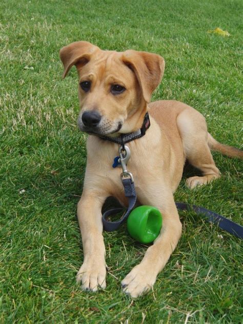 Dog of the Day: Duncan the Lab Mix Puppy | The Dogs of San Francisco