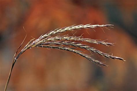 Big Bluestem: Plant Care & Growing Guide