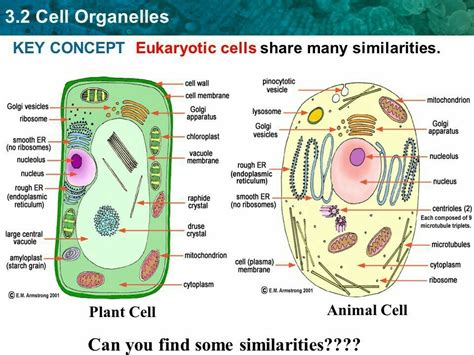 Vacuoles - Definition, Functions, Types, Location and difference between Plant and Animal ...