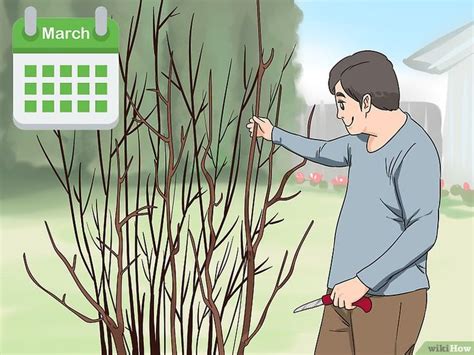 How to Prune Rose of Sharon: 9 Steps (with Pictures) - wikiHow | Rose ...