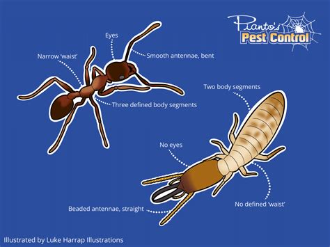 Termites (White Ants) & Black Ants: The Difference Explained