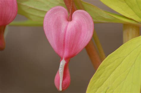 Bleeding Hearts: Flower Meaning, Plant Facts