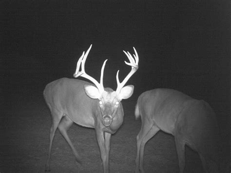 The 12-point buck caught on trail cam wins the October competition - Carolina Sportsman