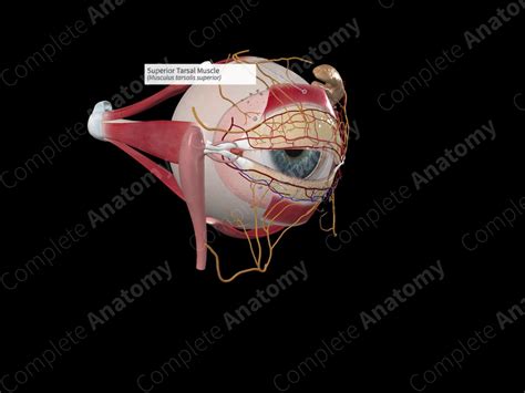 Superior Tarsal Muscle | Complete Anatomy