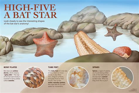 High Five a Bat Star – Illustrating Nature 2021