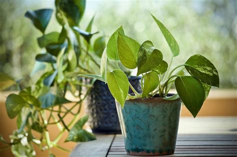 18 of the Best Desk Plants to Brighten up Your Office - Garden and Happy