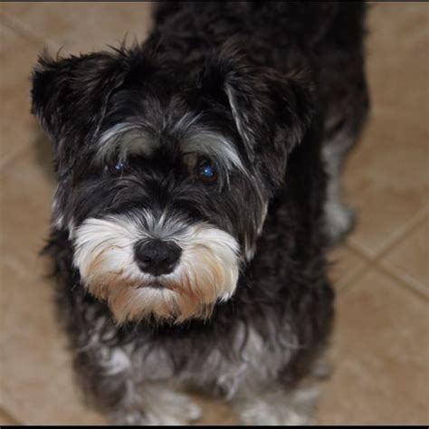 Schnauzer/Yorkie mix | Schnauzer puppy, Miniature schnauzer puppies, Puppies