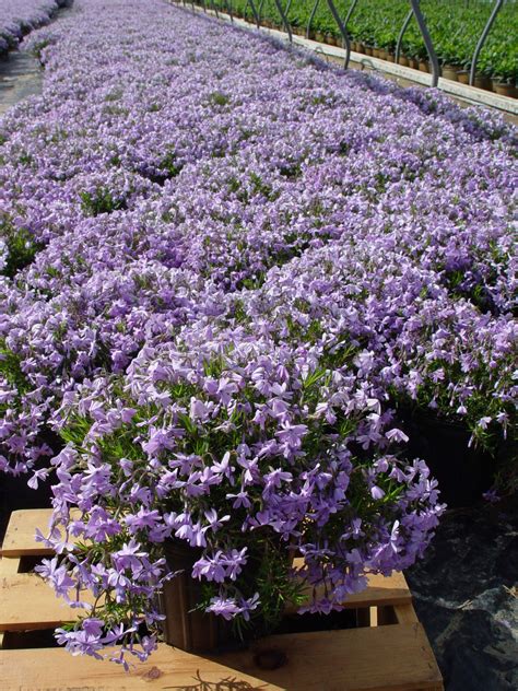 Phlox Subulata