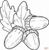 Acorn Coloring Pages To Print Sketch Page sketch template