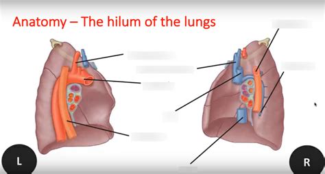 Hilum Anatomy