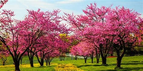 Native Redbud Tree: Native Redbud Tree Varieties Suitable for Every Garden