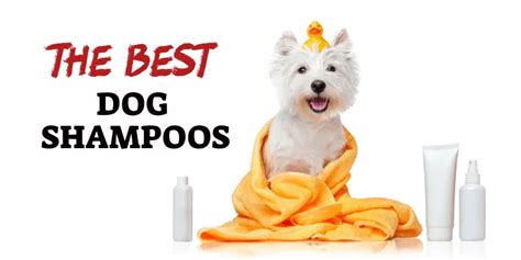 The Best Dog Shampoos : For All Ages & Coat Problems